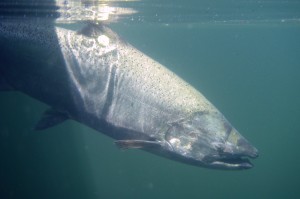 A chinook salmon is seen at the Hiram M. Chittenden Locks. (Courtesy of Eric Warner)
