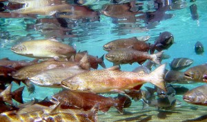 Adult fall chinook salmon. (Courtesy of Pacific Northwest National Laboratory)
