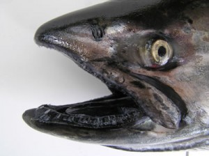 Check out this chinook's teeth! (Washington Department of Fish and Wildlife)